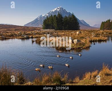 Glencoe, Highlands, Scozia, Regno Unito. 21st marzo 2022. Cimentati con una bella vista per questi anatre di Mallard presso gli stagni ornamentali del Kings House Hotel. La temperatura iniziò a 3 gradi e salì a 11 gradi all'ora di pranzo. Foto: Mallard Ducks intorno Kings House Hotel stagno con Buachaille Etive Mor in background credito: Archwhite / alamy live news. Foto Stock