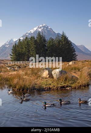 Glencoe, Highlands, Scozia, Regno Unito. 21st marzo 2022. Cimentati con una bella vista per questi anatre di Mallard presso gli stagni ornamentali del Kings House Hotel. La temperatura iniziò a 3 gradi e salì a 11 gradi all'ora di pranzo. Foto: Mallard Ducks intorno Kings House Hotel stagno con Buachaille Etive Mor in background credito: Archwhite / alamy live news. Foto Stock