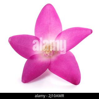 Fiore di cera rosa isolato su sfondo bianco Foto Stock