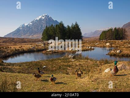 Glencoe, Highlands, Scozia, Regno Unito. 21st marzo 2022. Cimentati con una bella vista per questi anatre di Mallard presso gli stagni ornamentali del Kings House Hotel. La temperatura iniziò a 3 gradi e salì a 11 gradi all'ora di pranzo. Foto: Mallard Ducks intorno Kings House Hotel stagno con Buachaille Etive Mor in background credito: Archwhite / alamy live news. Foto Stock