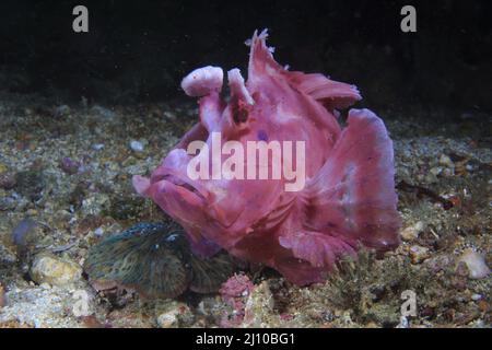 Rhinopia Scorpion fish, Frontosa o Eschmeyeri, Filippine, Foto Stock