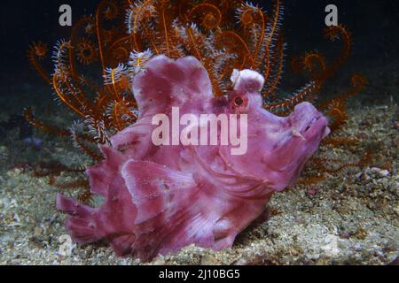 Rhinopia Scorpion fish, Frontosa o Eschmeyeri, Filippine, Foto Stock