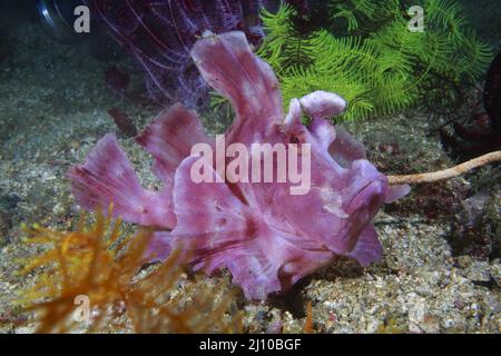 Rhinopia Scorpion fish, Frontosa o Eschmeyeri, Filippine, Foto Stock