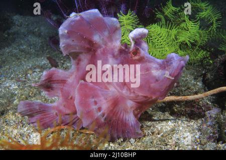 Rhinopia Scorpion fish, Frontosa o Eschmeyeri, Filippine, Foto Stock