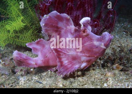 Rhinopia Scorpion fish, Frontosa o Eschmeyeri, Filippine, Foto Stock