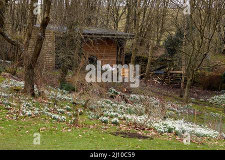 Un'ondata di gocce di neve selvatiche che fioriscono sulla brughiera nel North Yorkshire Foto Stock