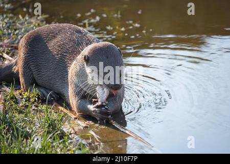 Lontra patinata liscia (Lutrogale Perspicillata) mangiare pesce al bordo delle acque - animale prigioniero. Foto Stock