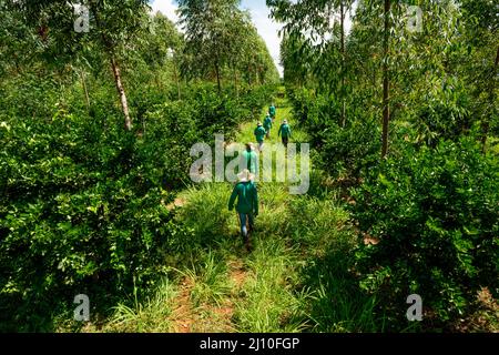 sistema agroforestry, uomini che raccolgono lime su una piantagione, fine della giornata lavorativa, uomini che lasciano Foto Stock