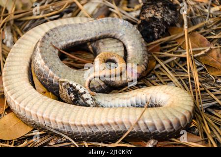 Serpente di Hognose orientale che gioca morto - Heterodon platirhinos Foto Stock