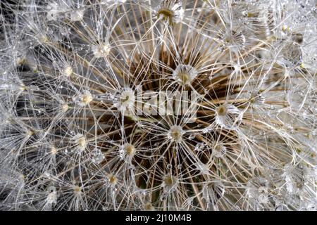 Bianco morbido dente di leone rotondo con gocce d'acqua piovana, primo piano. Testa rotonda di piante estive con semi a forma di ombrello. Foto Stock