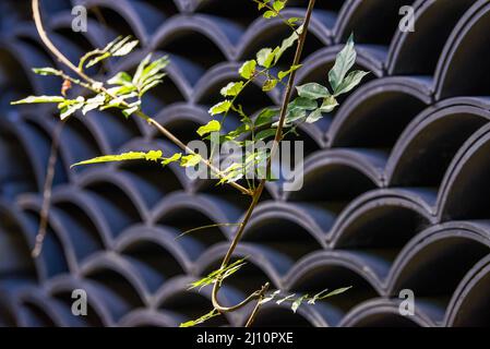 Parete in stile cinese fatta di piastrelle Foto Stock