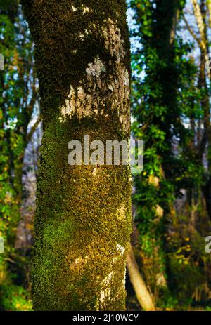 Un percorso turistico attraverso le foreste pluviali protette di Sochi. Alberi ricoperti di muschio nei pressi del canyon di Psaho. Boschetto di Yew-boxwood. Riserva naturale caucasica. A m Foto Stock