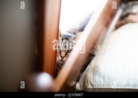 Gatto Tabby nervoso che si nasconde dietro un letto Foto Stock