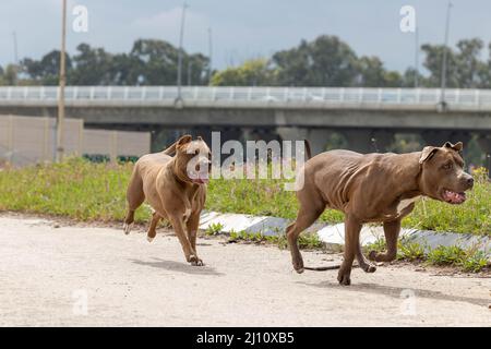 Due cani stanno correndo lungo la strada Foto Stock