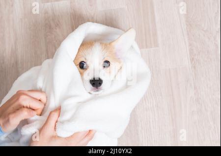 Donna ha avvolto un cucciolo rosso di corgi in una coperta. Foto Stock