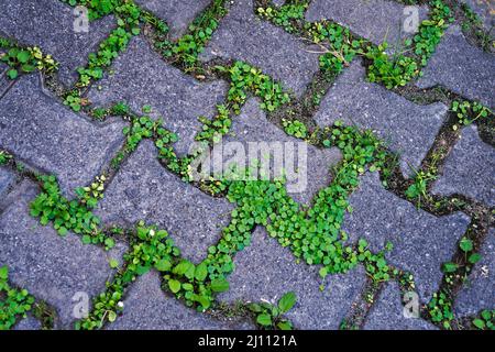 Blocchi di pavimentazione a motivi geometrici, pavimento in mattoni di cemento Foto Stock