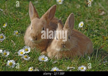 Hase, junger Hase auf einer Frühlingswiese, Häschen, zwei Hasen Foto Stock