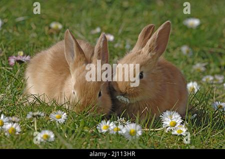 Hase, junger Hase auf einer Frühlingswiese, Häschen, zwei Hasen Foto Stock