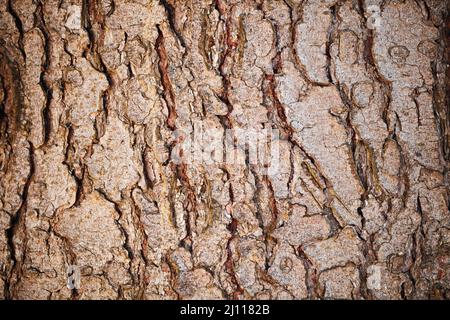 Pino dettagliata di corteccia di albero con il lichen texture di sfondo Foto Stock