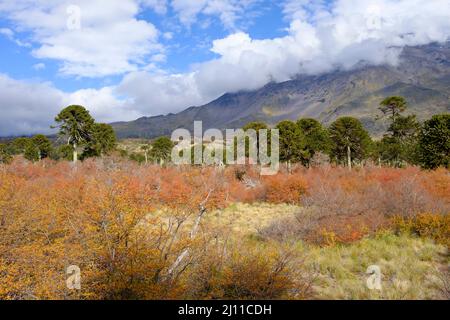 Parco Nazionale di Villarrica. Regione di Araucania. Cile. Foto Stock