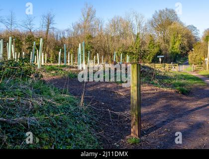 Nuova piantagione di Ipsley Mill Pond a Redditch, Worcestershire. Foto Stock