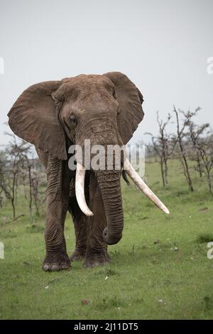 Grande elefante africano maschio che cammina verso la macchina fotografica nelle erbe leggere del Masai Mara, Kenya Foto Stock