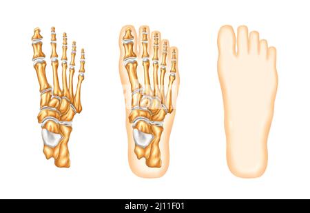 Illustrazione realistica della struttura e dell'anatomia dei piedi Foto Stock