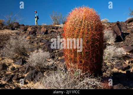 California barile cactus (Ferocactus cylindraceus) vicino Willow Wash, Mojave Wilderness, Mojave National Preserve, California Foto Stock