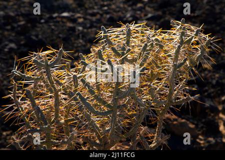 Matita Cholla (Cylindropuntia ramosissima) vicino a Willow Wash, Mojave Wilderness, Mojave National Preserve, California Foto Stock