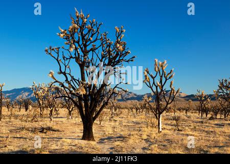 Albero di Joshua bruciato (Yucca brevifolia) al fuoco della cupola lungo il sentiero del picco di Teutonia, riserva nazionale di Mojave, California Foto Stock