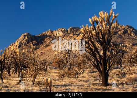 Albero di Joshua bruciato (Yucca brevifolia) al fuoco della cupola lungo il sentiero del picco di Teutonia, riserva nazionale di Mojave, California Foto Stock