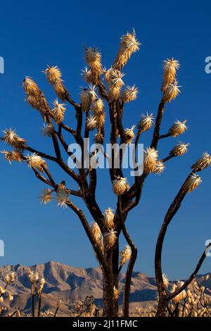 Albero di Joshua bruciato (Yucca brevifolia) al fuoco della cupola lungo il sentiero del picco di Teutonia, riserva nazionale di Mojave, California Foto Stock