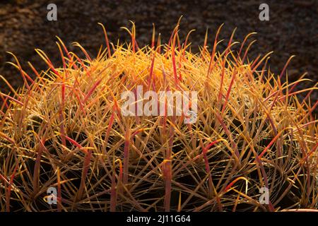 California Barrel cactus (Ferocactus cylindraceus), Mojave Wilderness, Mojave National Preserve, California Foto Stock