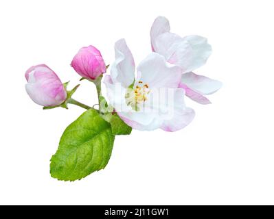 Fiore di primavera: ramo di una fioritura melo su giardino sfondo. Foto Stock