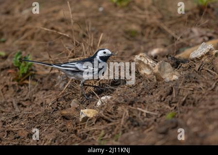 Adulto pied Wagtail che si nutrono intorno a un vecchio mucchio di barbabietole da zucchero in una fattoria del Nord Norfolk, Regno Unito Foto Stock