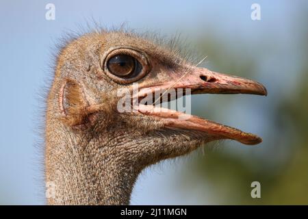 Struzzo, Parco Nazionale Kruger Foto Stock