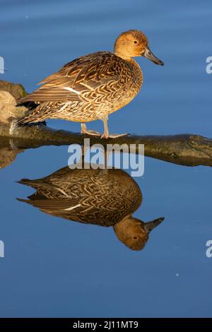 Pintail settentrionale (Anas acuta), Colusa National Wildlife Refuge, California Foto Stock