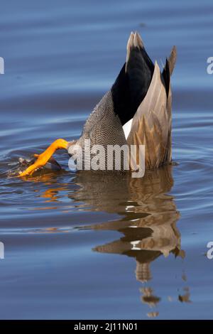 Gadwall (Mareca strepera), Cosumnes River Preserve, California Foto Stock