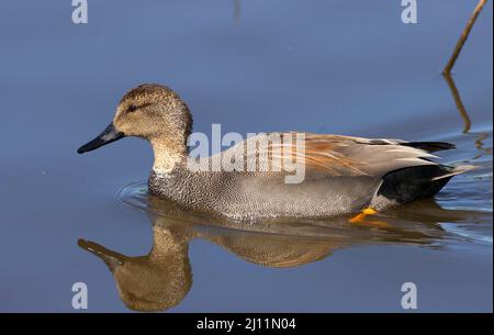 Gadwall (Mareca strepera), Cosumnes River Preserve, California Foto Stock