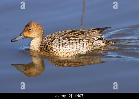 Gadwall (Mareca strepera), Cosumnes River Preserve, California Foto Stock