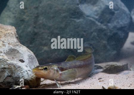 Burbot a Belguim Foto Stock