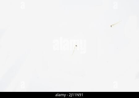 Burbot a Belguim Foto Stock