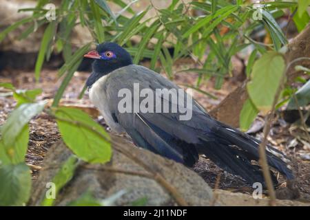 A Coral-Billed o Renauld's Ground Cuckoo, Carpococcyx renauldi, rilassante Foto Stock