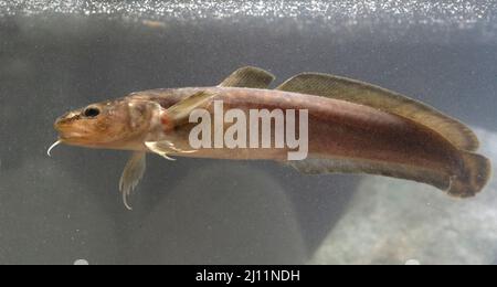 Burbot a Belguim Foto Stock