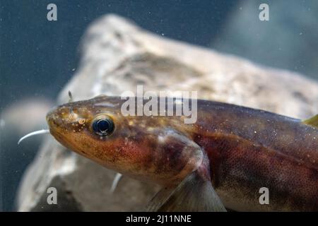 Burbot a Belguim Foto Stock
