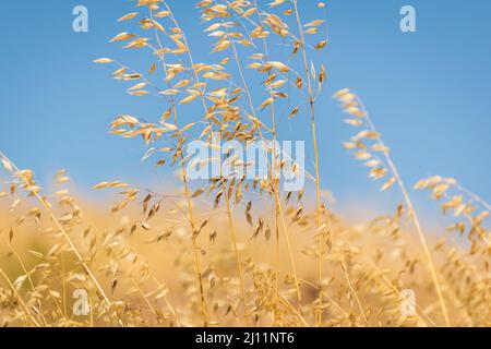 Erba secca alta, fieno, in un campo rurale che soffia nel vento e cielo blu. Foto Stock