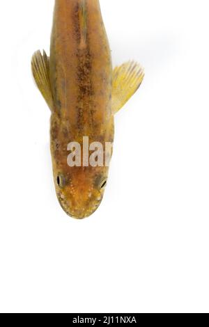 Burbot a Belguim Foto Stock