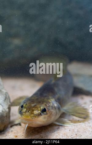 Burbot a Belguim Foto Stock