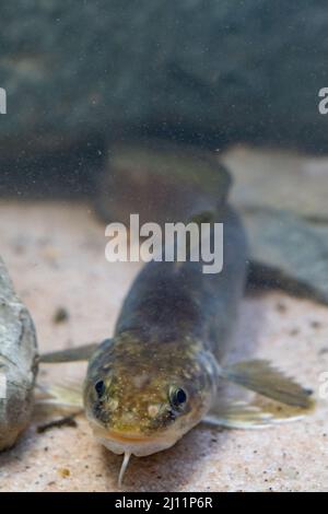 Burbot a Belguim Foto Stock