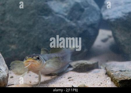 Burbot a Belguim Foto Stock